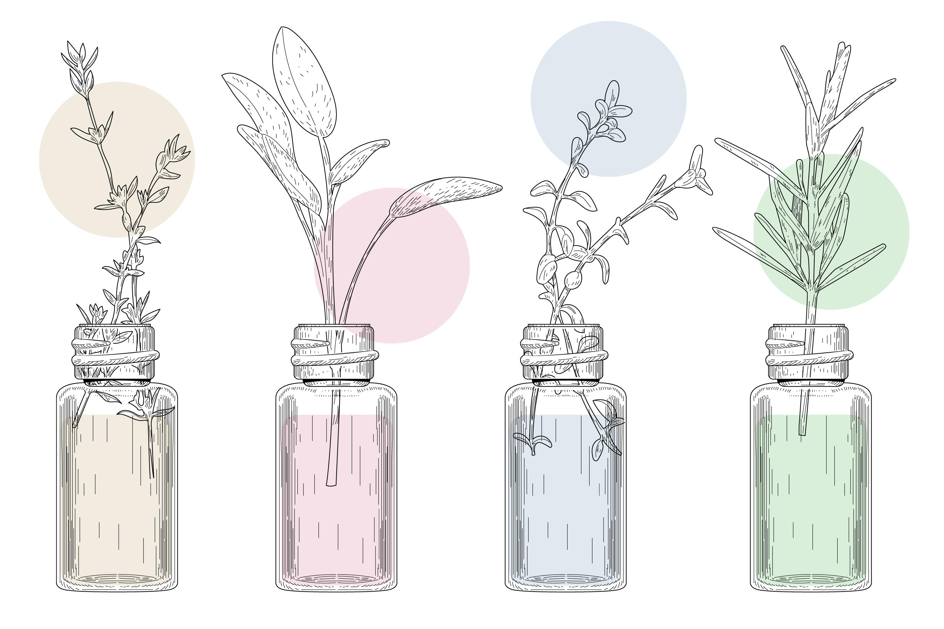 plantes médicinales